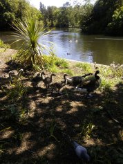 Dulwich Park Geese Line