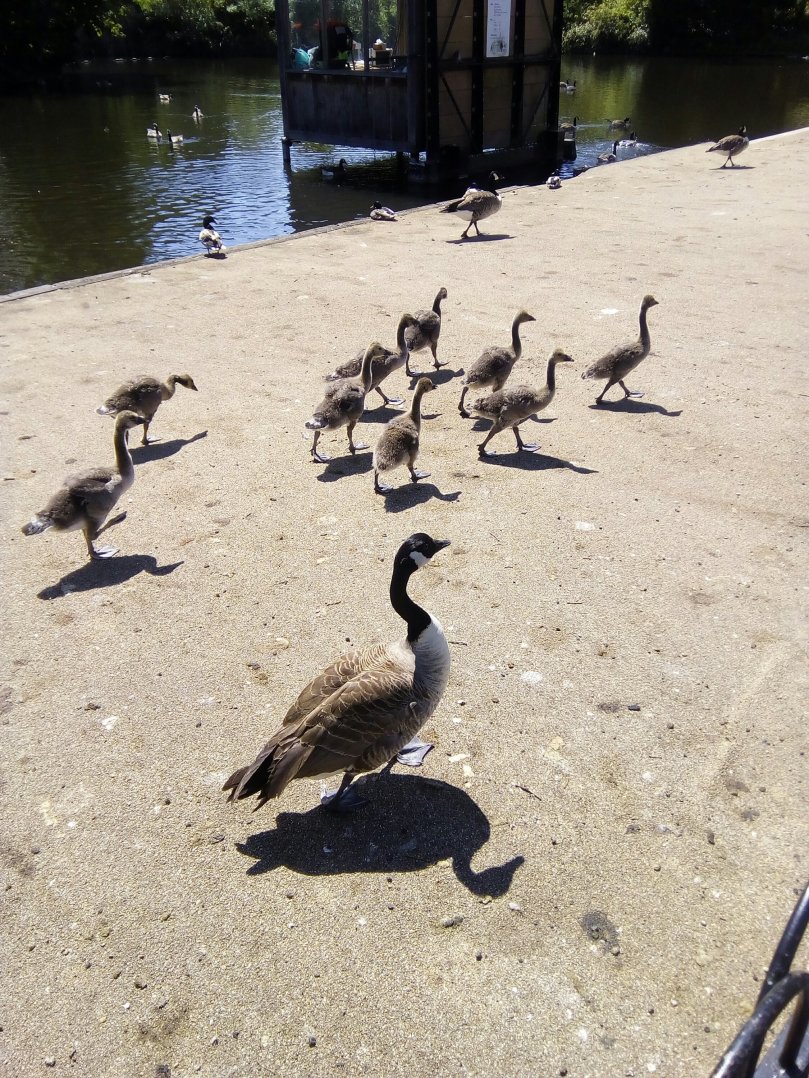 Dulwich Park Geese Family- Laura Spoonie